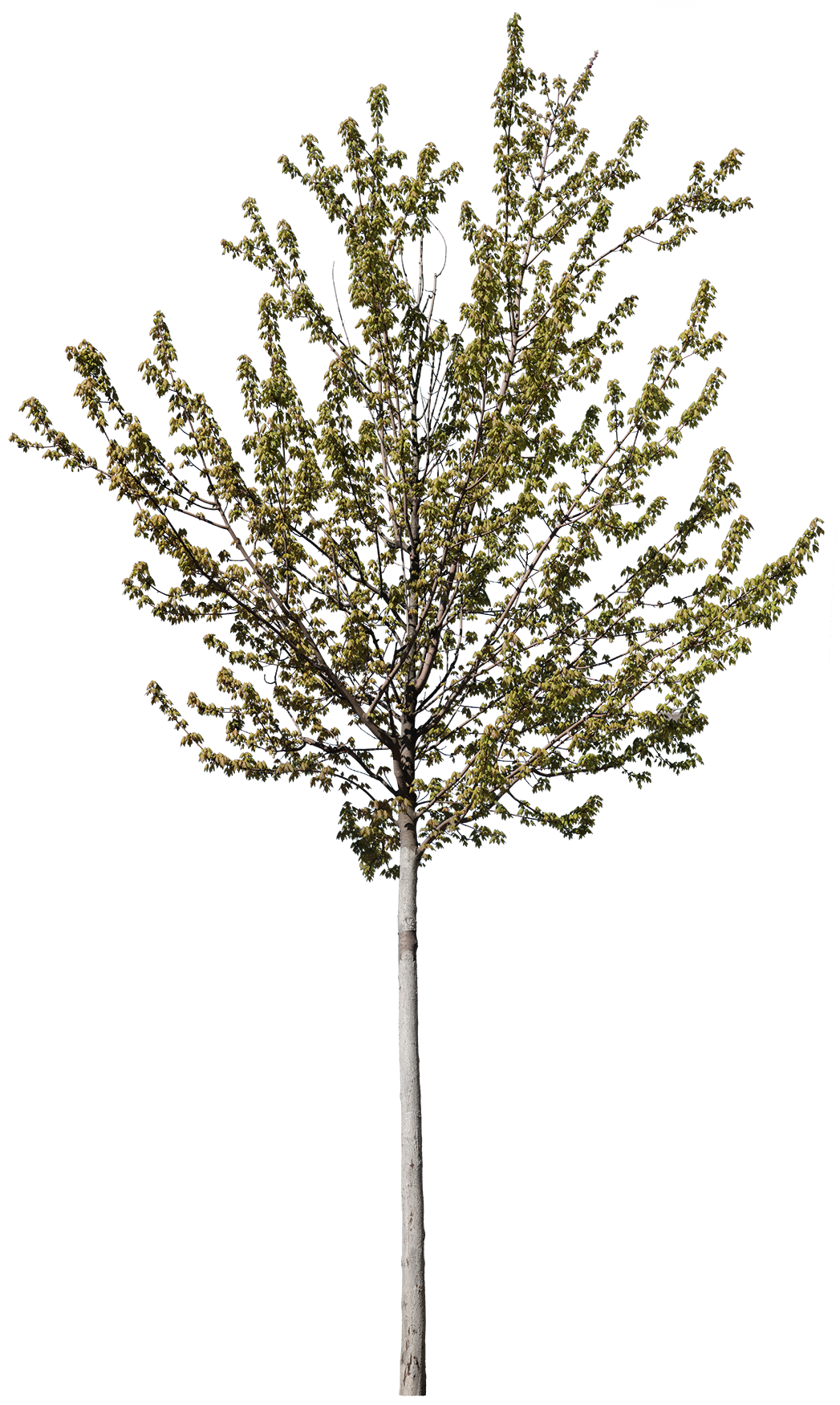 Acer platanoides 2 - cutout trees