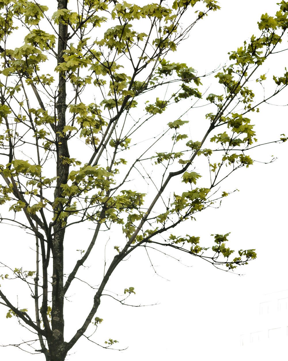 Acer platanoides 1 - cutout trees