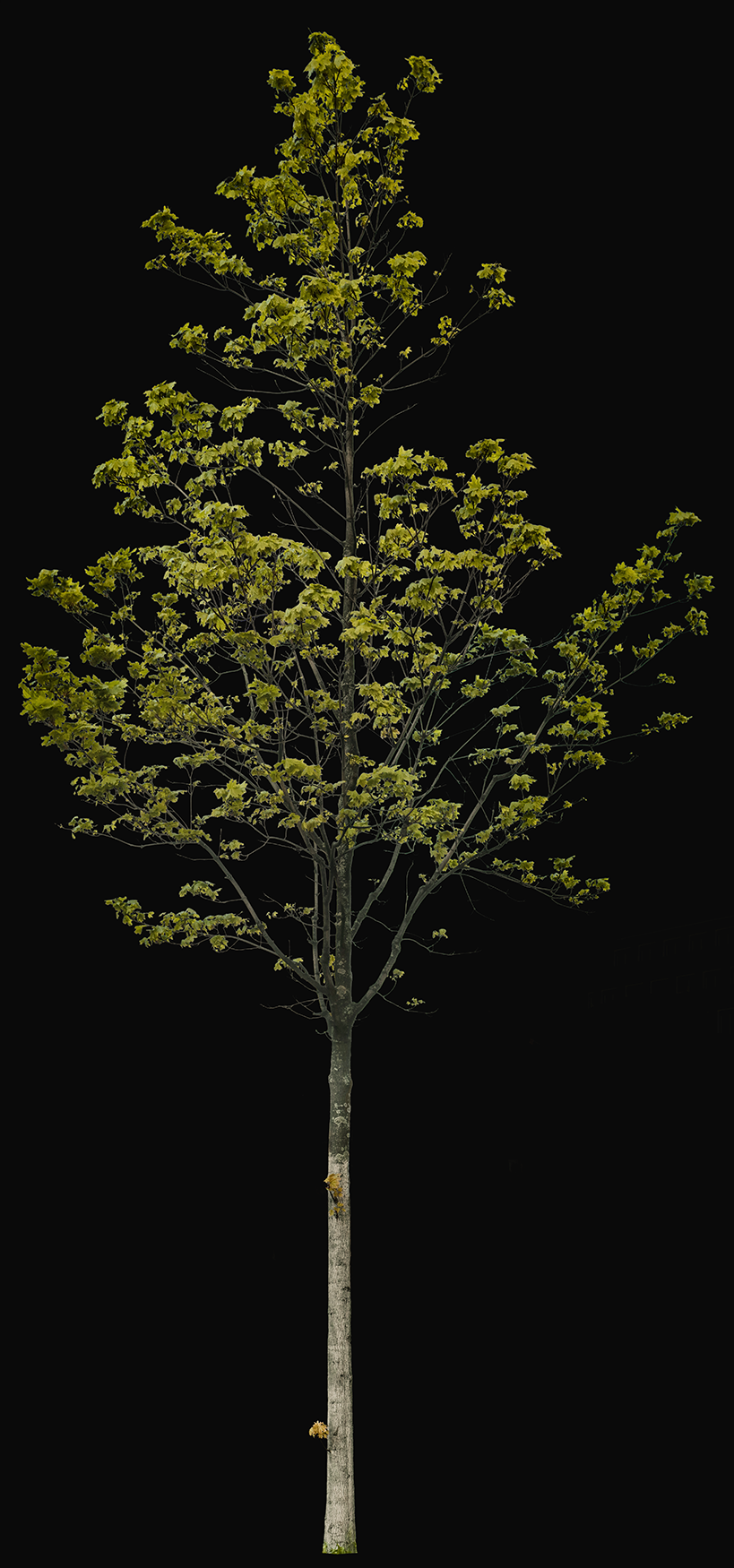 cutout tree small acer