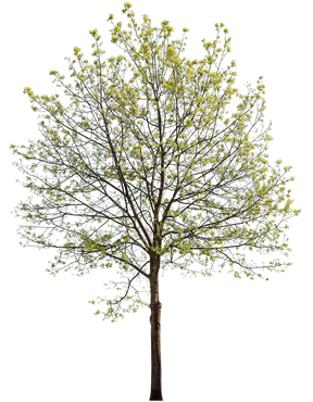 Norway maple tree