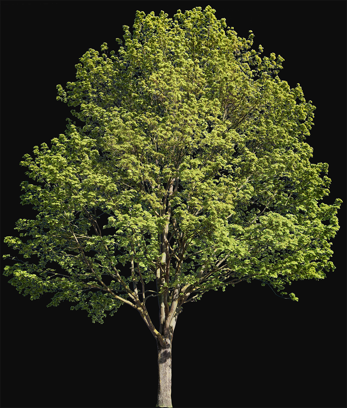 Norway maple tree