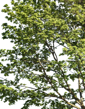 Acer platanoides l02