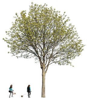 Large maple tree in early spring and cutout people