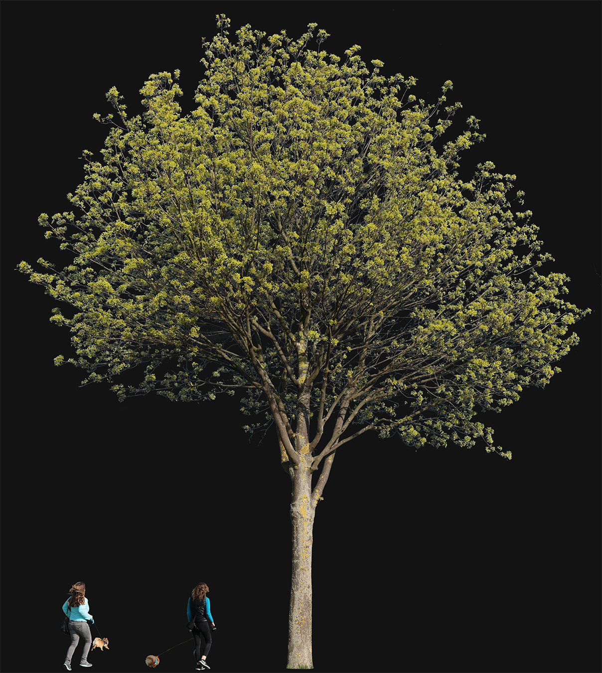 Acer platanoides png image