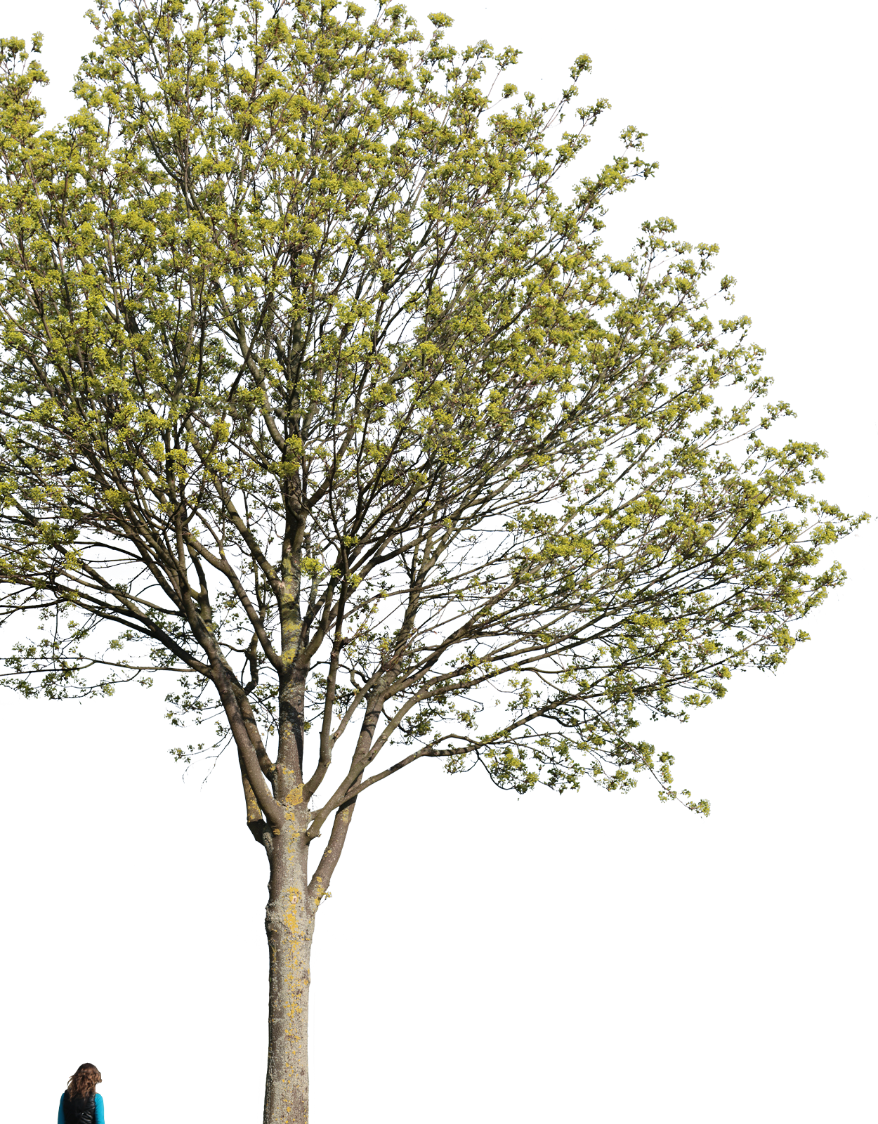 Acer platanoides l04