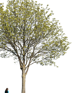 Acer platanoides l04