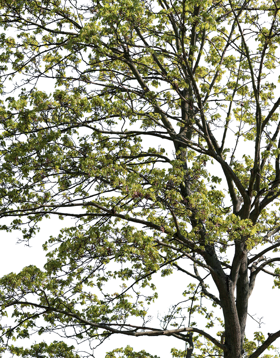 Acer platanoides l13