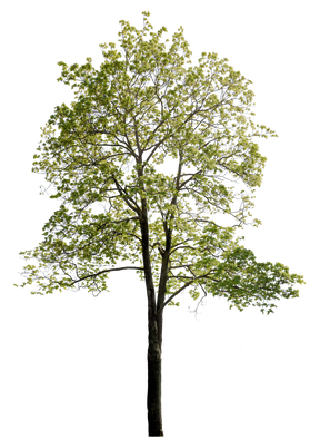 Acer platanoides l18
