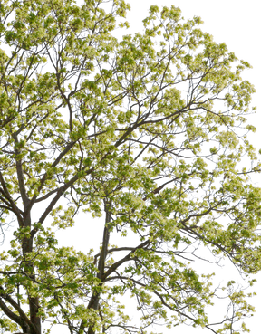 Acer platanoides l18