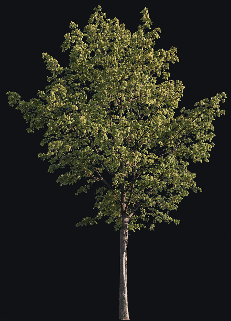 acer platanoides m01 - cutout trees