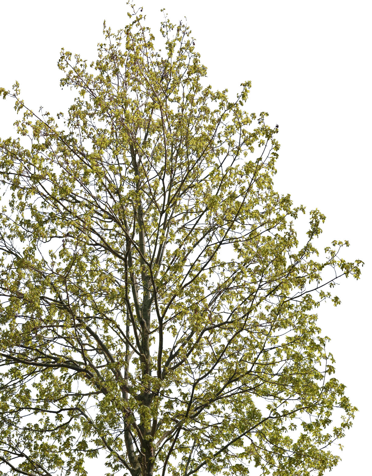 acer platanoides m02 - cutout trees