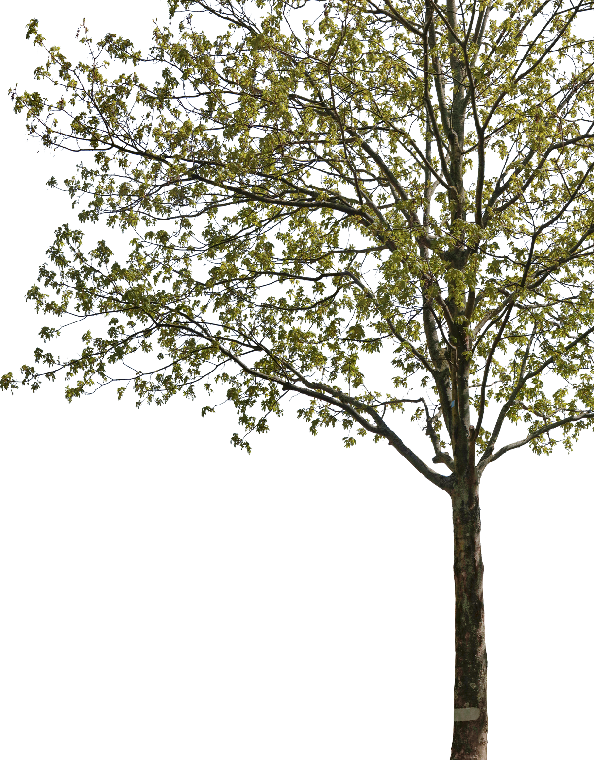 acer platanoides m02 - cutout trees