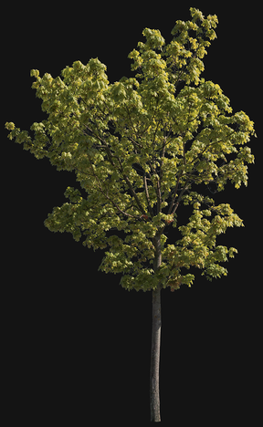Acer platanoides m03 - cutout trees