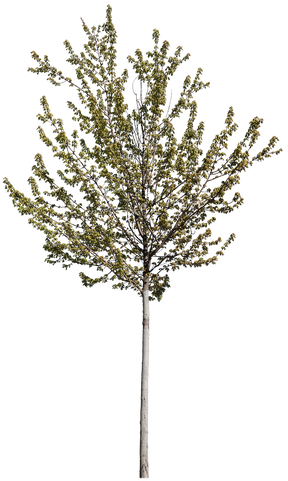 Acer platanoides S02