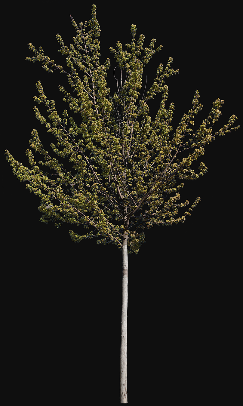 Acer platanoides S02