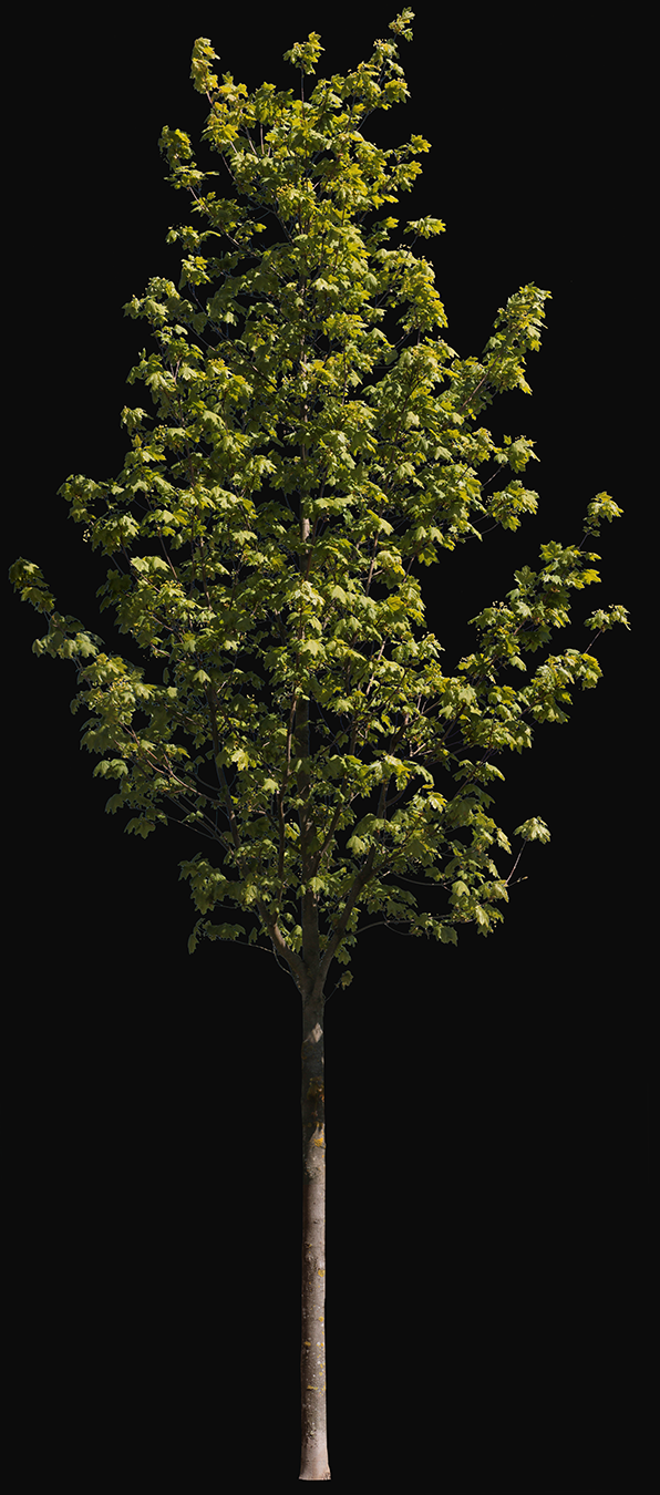 Acer platanoides S03