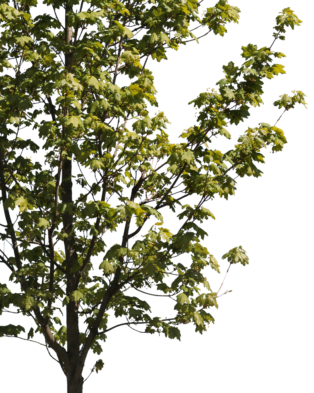 Acer platanoides S03