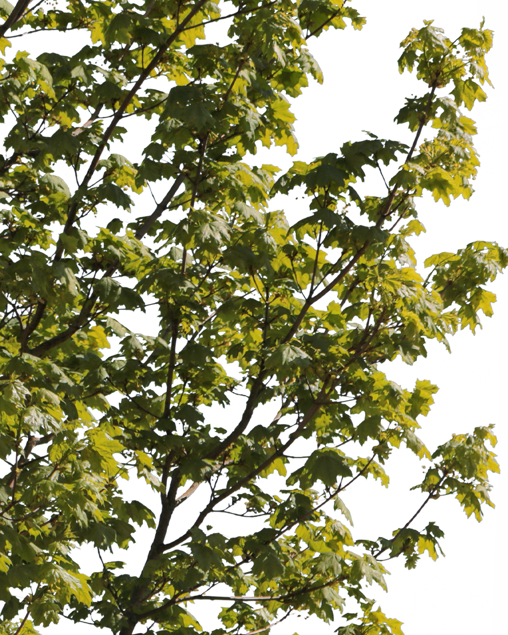 Acer platanoides S04