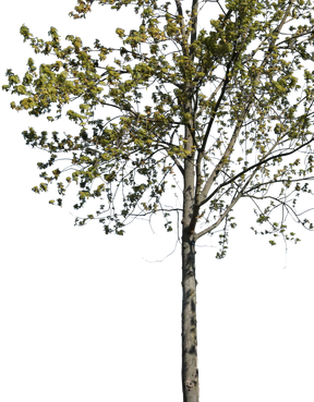 Acer pseudoplatanus m01 - cutout trees
