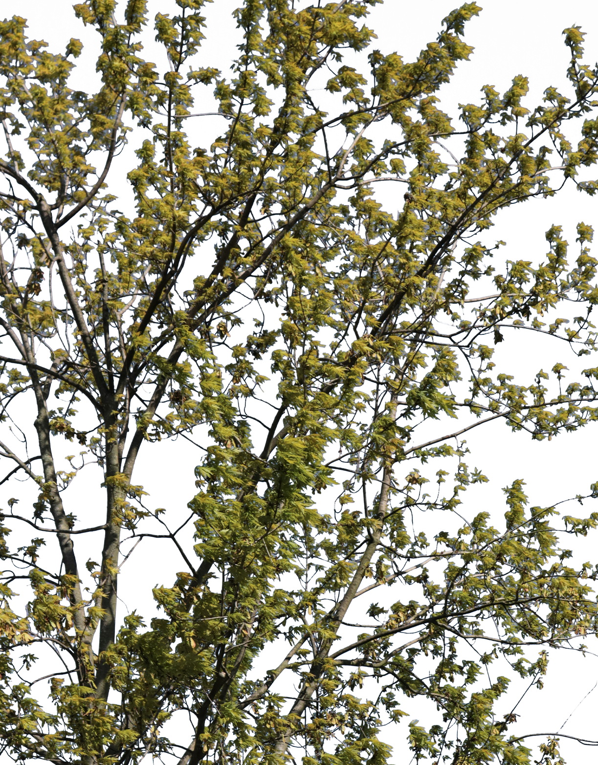 Acer pseudoplatanus m01 - cutout trees