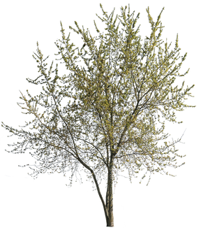 Acer pseudoplatanus m02 - cutout trees