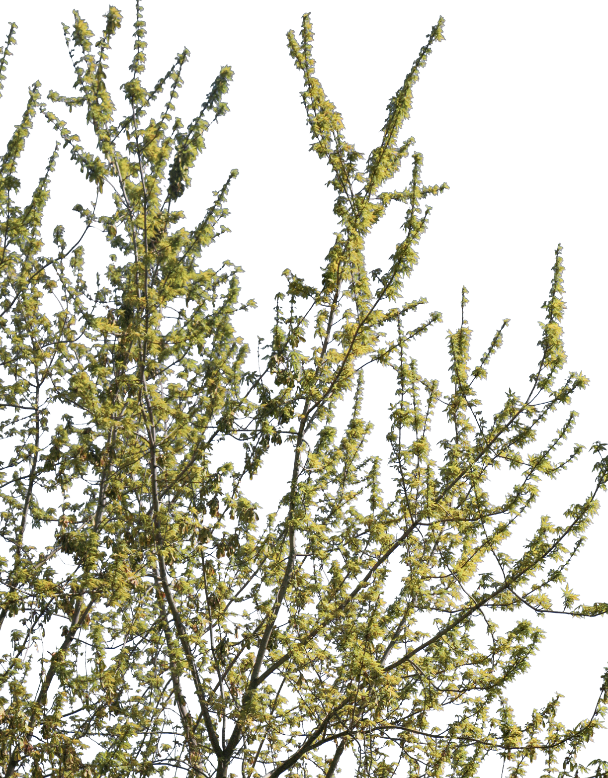 Acer pseudoplatanus m02 - cutout trees
