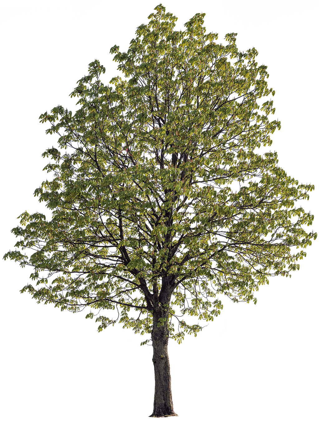 Horse chestnut cutout tree
