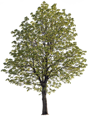 Horse chestnut cutout tree