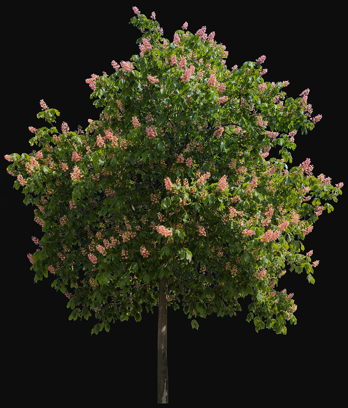 Small tree with flowers png