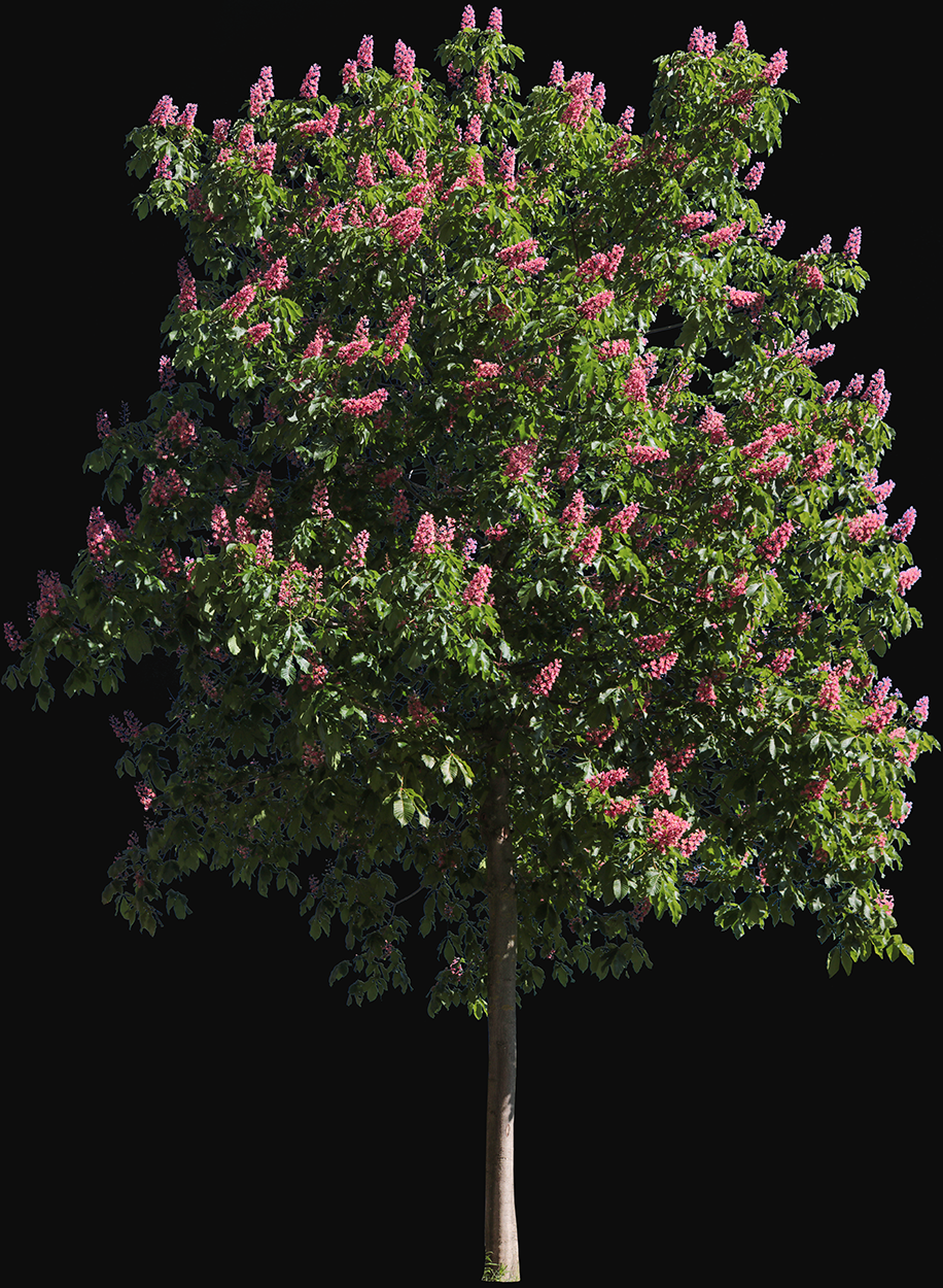 Tree in Spring with pink flowers