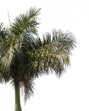 Palm tree - Archontophoenix - cutout trees