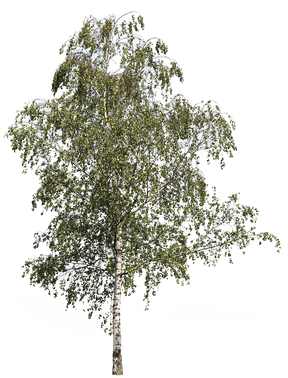 Betula pendula m01 - cutout trees