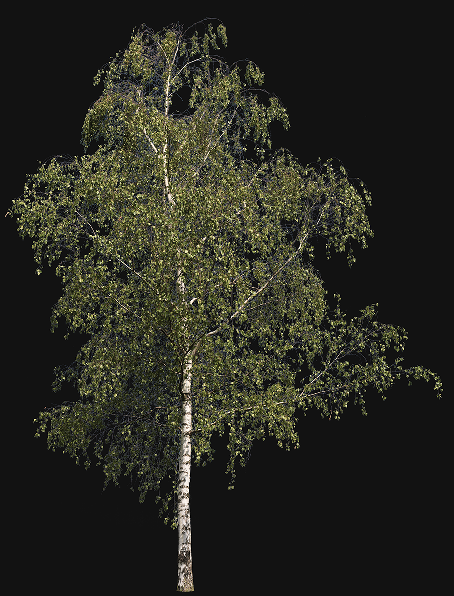 Betula pendula m01 - cutout trees