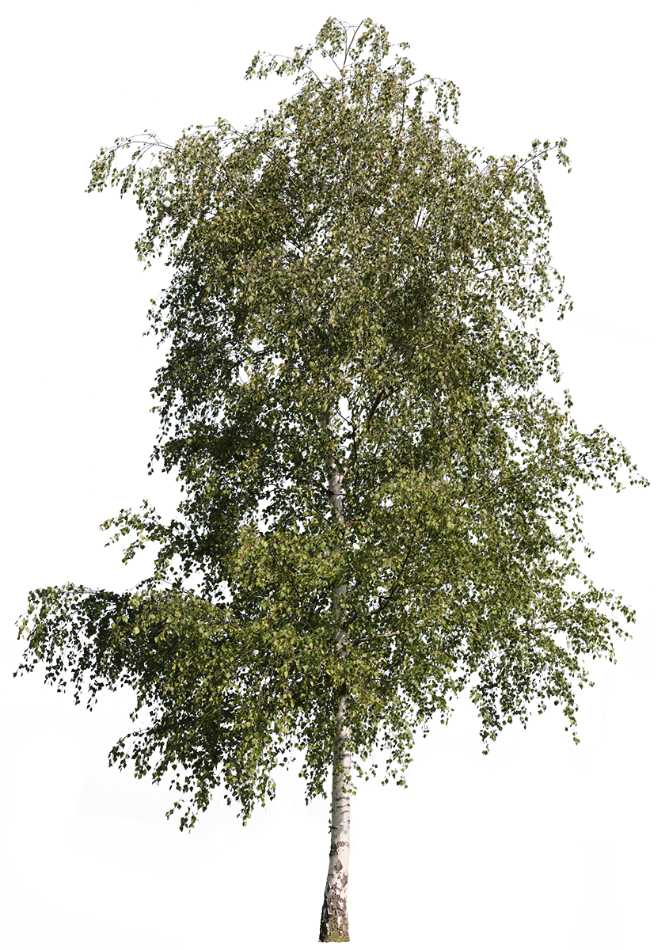Betula pendula m02 - cutout trees