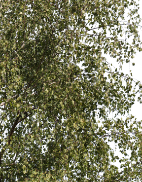Betula pendula m02 - cutout trees
