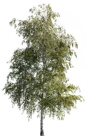 Betula pendula m03 - cutout trees