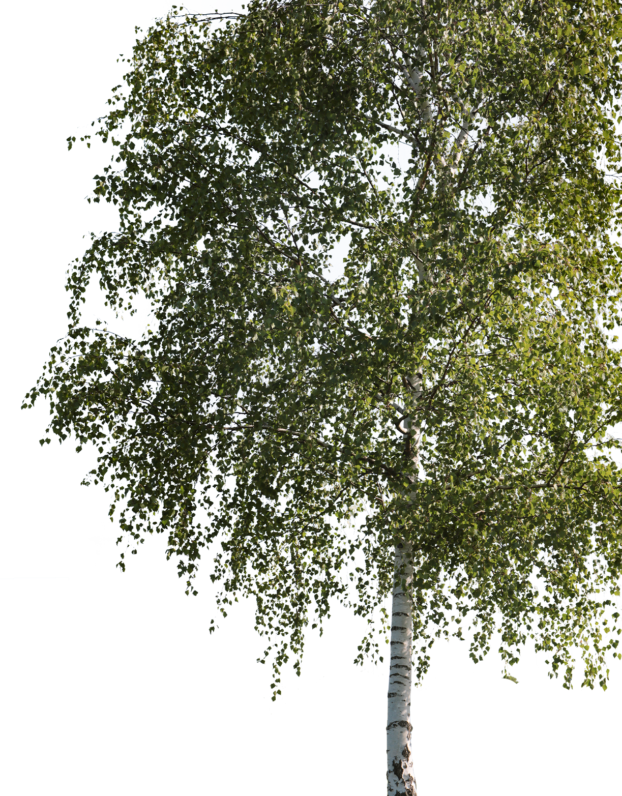 Betula pendula m03 - cutout trees