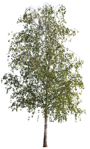 Betula pendula m04 - cutout trees