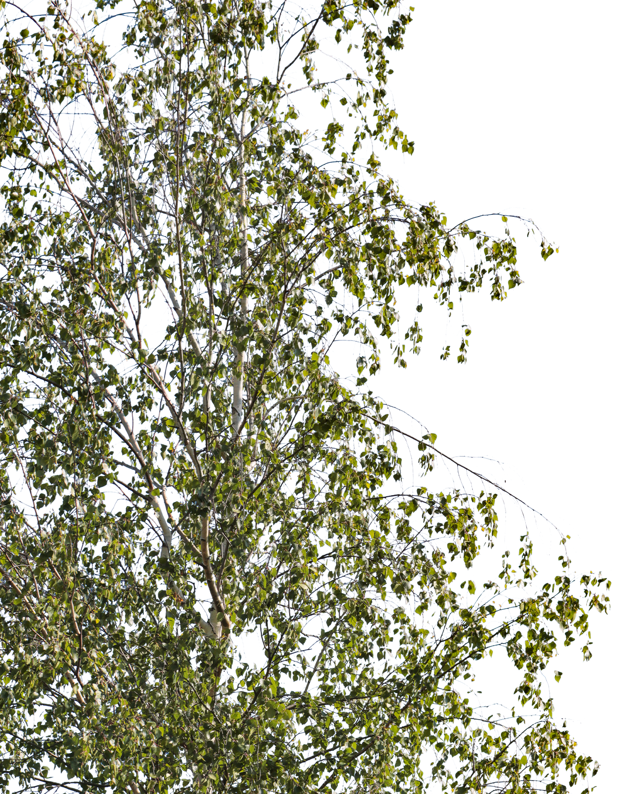 Betula pendula m04 - cutout trees