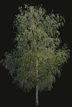 Betula tree png image
