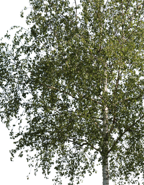 Betula pendula m05 - cutout trees