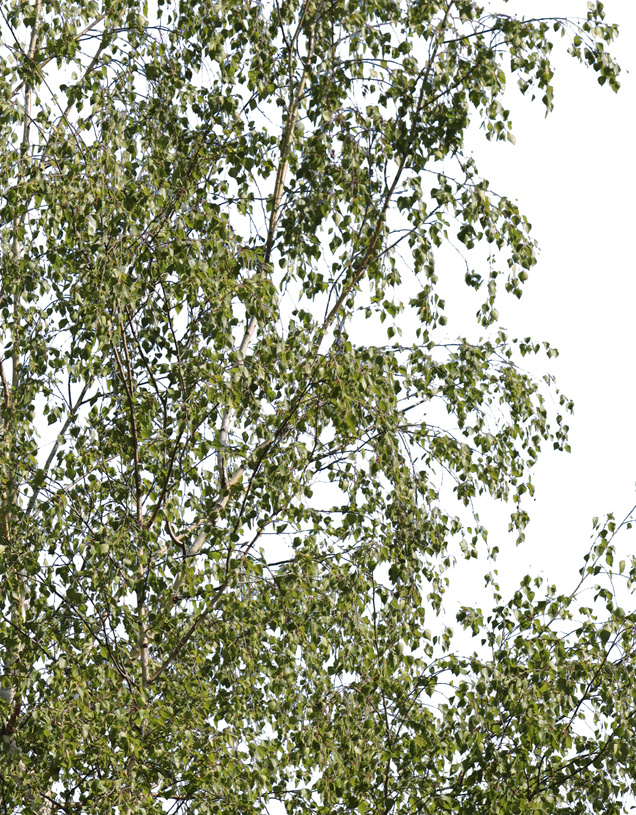 Betula pendula m05 - cutout trees