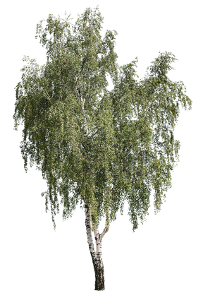Betula pendula m06 - cutout trees
