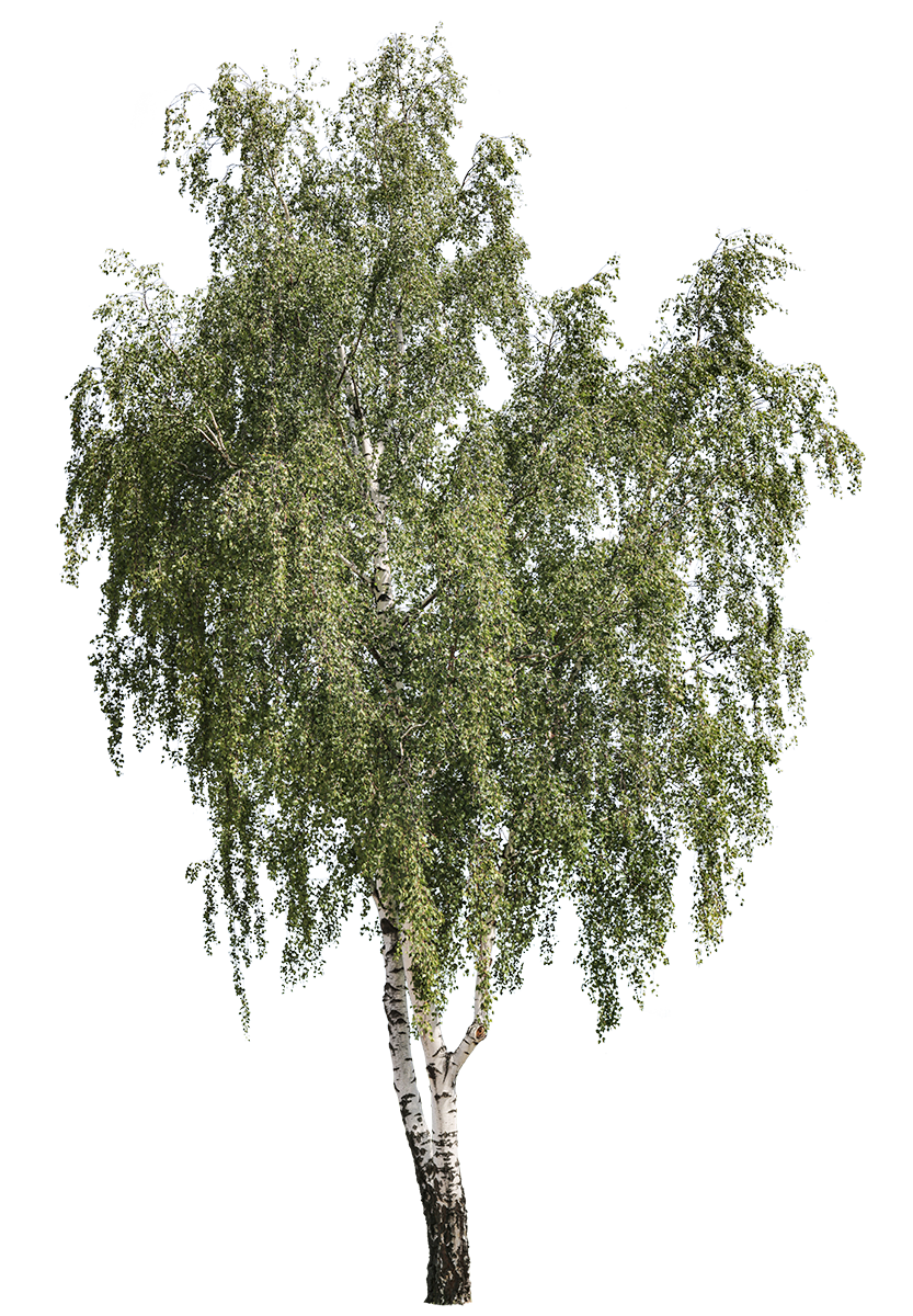 Betula pendula m06 - cutout trees