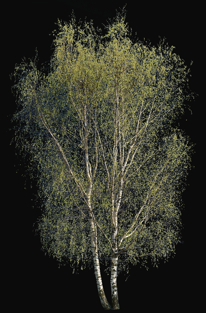 Birch tree png 