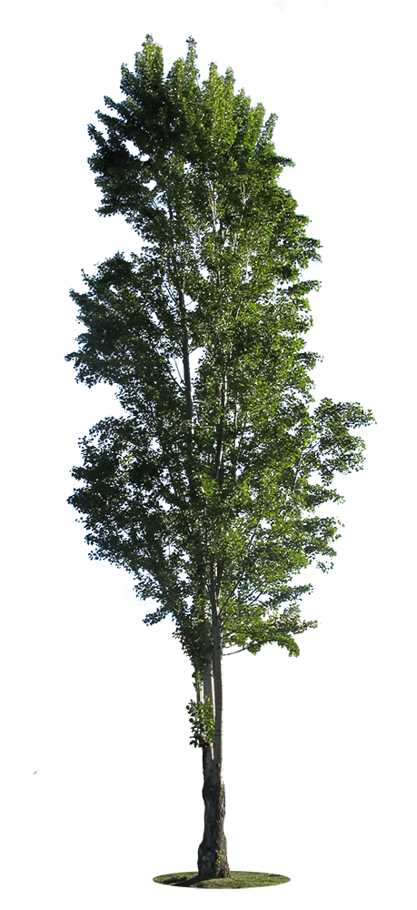 Populus nigra III - cutout trees