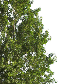 Populus nigra - cutout trees