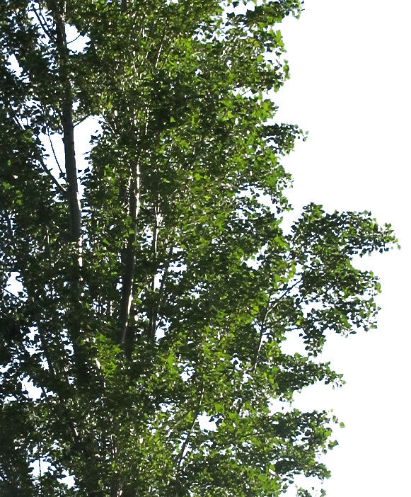 Populus nigra III - cutout trees