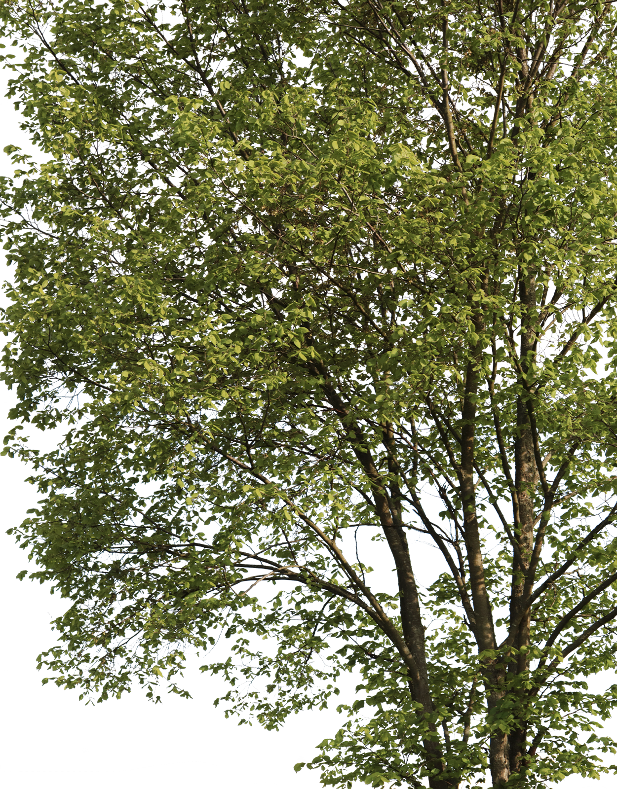 Carpinus betulus m01 - cutout trees