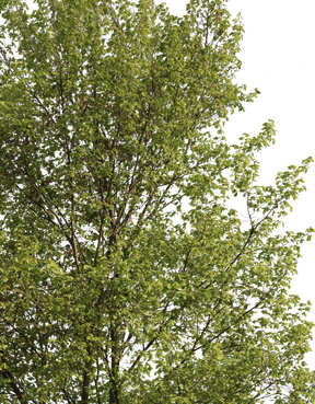 Carpinus betulus m01 - cutout trees
